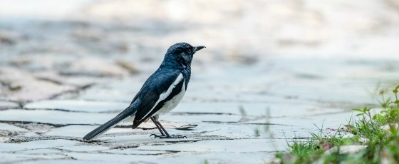 Birds and animals